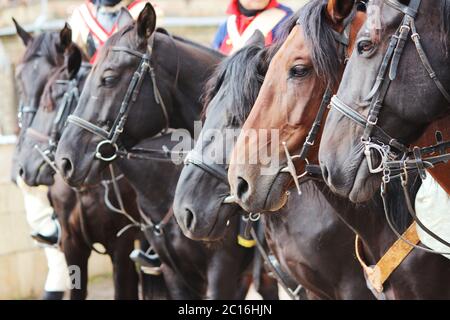 Mehrere Pferde Equus caballus auf einer Vorstellung am City Day Gatchina Leningrad Region, Russland Stockfoto