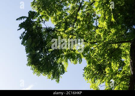 Rinde und Blätter des alten Baumes, vom Blitz getroffen. Stockfoto