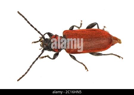 Rusty Käfer auf weißem Hintergrund Stockfoto