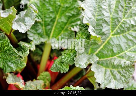 Rhabarber wächst auf dem Blumenbeet Nahaufnahme Stockfoto