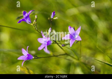 Campanula patula - ausbreitende Glockenblume - schöne lila Blüten auf der Wiese Stockfoto