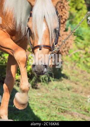 palomino welsh Pony Portrait Stockfoto