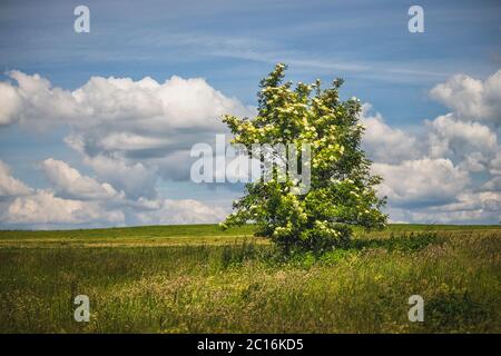 Blühender Holunderbusch auf der Wiese, im Hintergrund blauer Himmel mit weißen Wolken Stockfoto