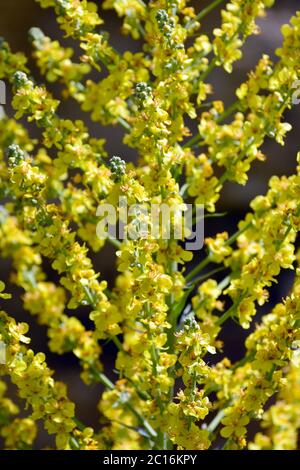 Ungarische Königskerze, Verbascum speciosum, pompás ökörfarkkóró Stockfoto