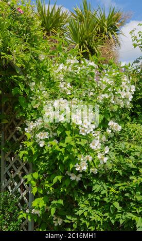 Duftende Blüten der philadelphus Belle etoile oder Mock Orange Stockfoto