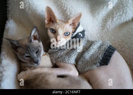 Eine Siamkatze und Sphinx sitzen zusammen mit ihrer Pfote auf der anderen auf einem Heizkörper-Bett. Sphinx trägt einen Pullover Stockfoto