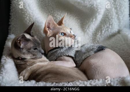 Eine Siamkatze und Sphinx sitzen zusammen mit ihrer Pfote auf der anderen auf einem Heizkörper-Bett. Sphinx trägt einen Pullover Stockfoto