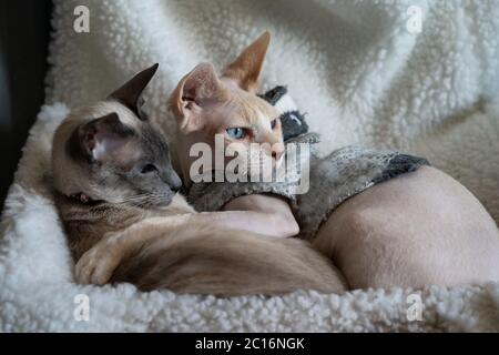 Eine Siamkatze und Sphinx sitzen zusammen mit ihrer Pfote auf der anderen auf einem Heizkörper-Bett. Sphinx trägt einen Pullover Stockfoto