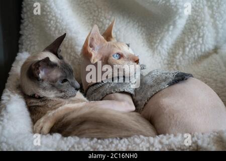 Eine Siamkatze und Sphinx sitzen zusammen mit ihrer Pfote auf der anderen auf einem Heizkörper-Bett. Sphinx trägt einen Pullover Stockfoto