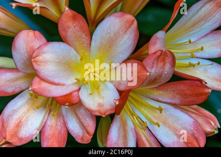 Clivia, der Amaryllidaceae, Kaffir Lily, Zypressen Garten, Mill Valley, Kalifornien Stockfoto