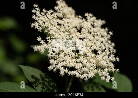 Holunderbeere (Sambucus nigra), Holunderblüte, Großbritannien Stockfoto