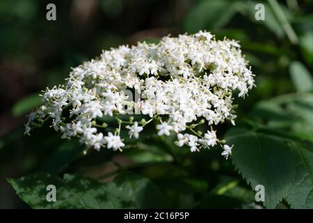 Holunderbeere (Sambucus nigra), Holunderblüte, Großbritannien Stockfoto