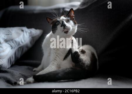 Schwarz-weiße Katze sitzt auf einem Sofa, kratzt sich am Hals Stockfoto