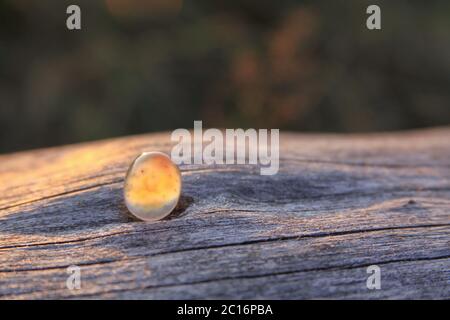 Ein isolierter gelber und weißer Chalcedon Achat Edelstein auf Holzgrund, der im Sonnenlicht leuchtet. Chalcedony Edelsteine kommen in einer Vielzahl von verschiedenen c Stockfoto