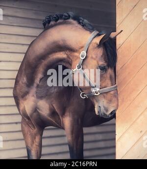 Porträt der Schönen sportlichen Pferd im Stall Tür Stockfoto