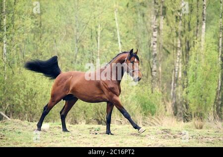 Galoppieren Bay Horse. Feder Stockfoto