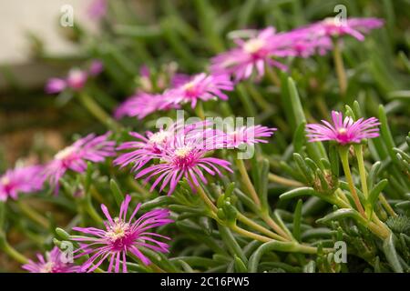 Pink Cooper's Ice plant with long Thin Petals, Harrogate, North Yorkshire, England, UK. Stockfoto