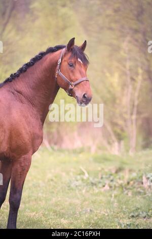 Portrait von Bay Horse. Feder Stockfoto