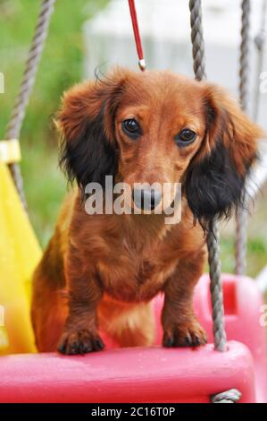 Langhaariger Dachshund Hund auf einer Schaukel sitzend Stockfoto