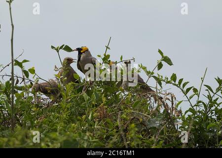 Watlige Sternekreatophora cinerea Gruppe zusammen Busch Stockfoto