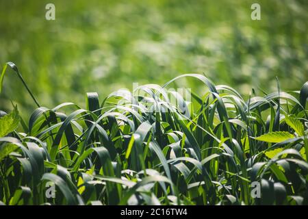 Wiese mit langem gebogenem grünen Gras - Nahaufnahme Stockfoto