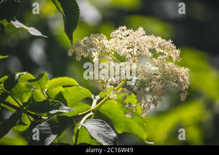 Weiße Holunderblüte und grüne Blätter, sonniger Tag, Nahaufnahme Stockfoto