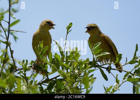 Gelb Fronted kanarienvogel Crithagra mozambica gelb Augen Finken paar Diskussion Stockfoto