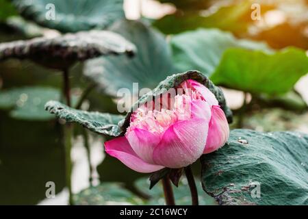 Rosa Lotus in der Regenzeit. Stockfoto