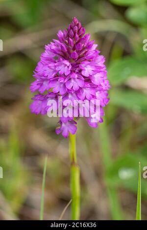 (Anacamptis pyramidalis), Großbritannien Stockfoto