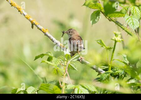 Weibchen-Weißdornkattenbauch (Sylvia communis) mit einer Beakful Raupen nahe dem Nest in Scrub, Großbritannien, Juni Stockfoto