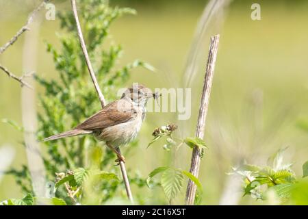 Weibchen-Weißdornkattenbauch (Sylvia communis) mit einer Beakful Raupen nahe dem Nest in Scrub, Großbritannien, Juni Stockfoto