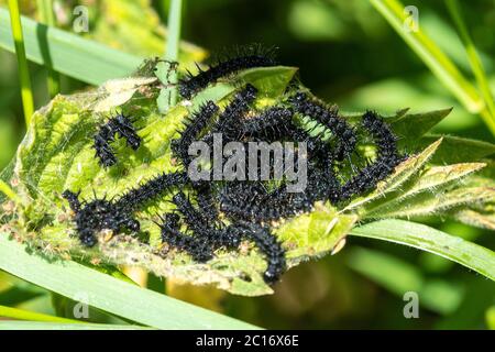 Larven (Raupen) des Pfauenschmetterlings (Aglais io) sonnen und füttern auf Brennnesselblatt, UK Stockfoto