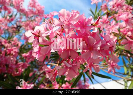 Oleanderblüte. Zweig des rosa Oleander-Baumes. Stockfoto