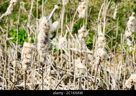Reife Spitze des Common Bulrush, Freigabe flauschige Samen gegen eine grüne Wiese Stockfoto