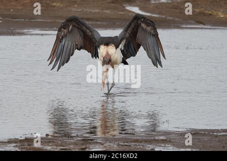 marabou Storch Leptoptilos crumenifer waten offene Flügel Ciconiidae Stockfoto