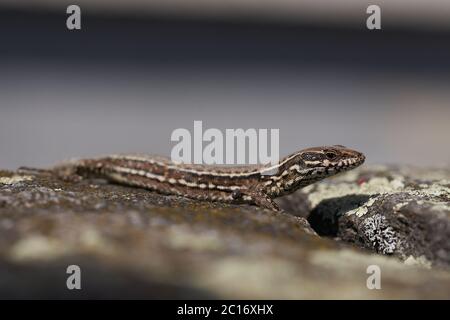 Gemeine Wandeidechse podarcis muralis Reptil Nahaufnahme Porträt klar Stockfoto