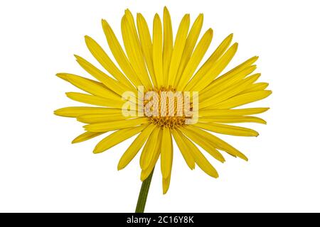 Gelbe Blume isoliert auf weißem Hintergrund Stockfoto