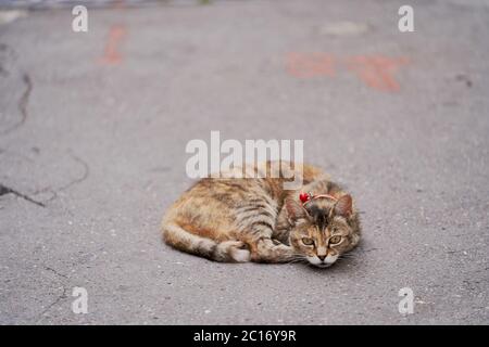 Eine Katze mit rotem Kragen und Glocke liegt uns auf einem gebrochenen Asphalt gegenüber Stockfoto