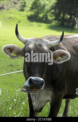 Kuhrinder auf einer Alm Stockfoto