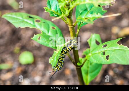 Monarch Butterfly Caterpillar frisst die Milchkrautpflanze Stockfoto