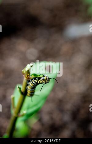 Monarch Butterfly Caterpillar frisst die Milchkrautpflanze Stockfoto