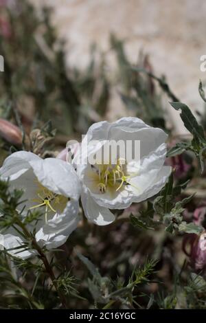 California Evening Primrose, Oenothera californica, Onagraceae, native Mehrjährige in den Rändern auf Yucca Valley, Southern Mojave Desert, Frühling. Stockfoto