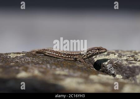 Sandeidechse Lacerta agilis Reptil Nahaufnahme Porträt klar Stockfoto