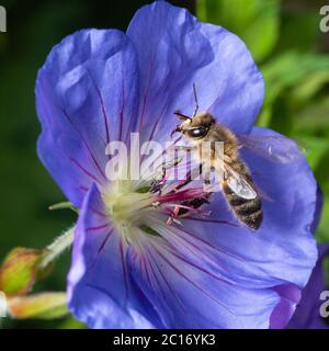 Britische Honigbiene, APIs mellifera, Arbeiter, die landen, um sich vom Nektar von Geranium 'Azure Rush zu ernähren Stockfoto