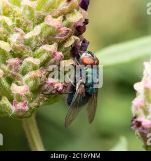 Makrobild einer erwachsenen Greenbottle-Fliege, Lucilia sericata, die in einem britischen Garten Lavandula stoechas 'Anouk' füttert Stockfoto