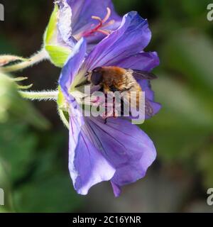 Erwachsene weibliche Narzissen fliegen, Merodon equestris, eine Bienennachahmung Schwebfliege Schädlingsart, die sich auf Geranium 'Azure Rush' in einem britischen Garten ernährt Stockfoto