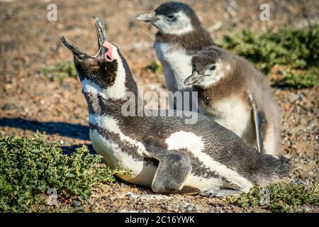 Magellanic Penguin Familie Stockfoto