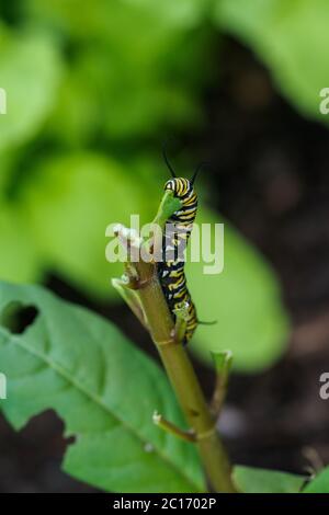 Monarch Butterfly Caterpillar frisst die Milchkrautpflanze Stockfoto