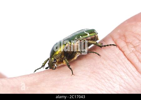 Rose Chafer (Cetonia Aurata) auf einen Menschen hand Stockfoto