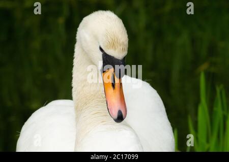 Weißer stummer Schwan Cygnus Farbe preening Federn schließen Kopf und Hals - Vogel anatidae preen sauber Wartung hübsch verschönern Stockfoto